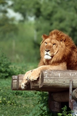 What can you learn from a lion that will help you regain your health and happiness?